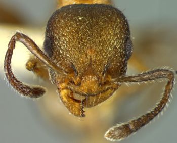Media type: image; Entomology 22410   Aspect: head frontal view